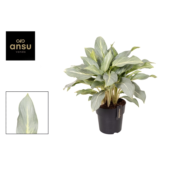 <h4>Aglaonema Aqua Green</h4>