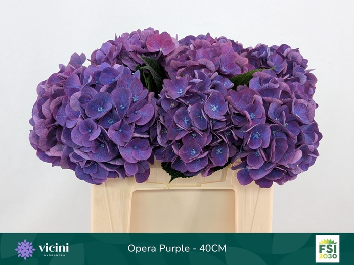 <h4>Hydrangea  'Royal Opera'</h4>
