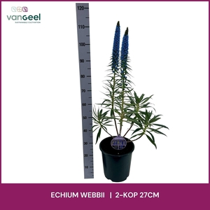 ECHIUM WEBBII