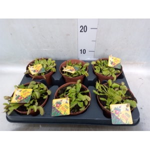 Dionaea muscipula