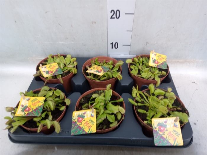 <h4>Dionaea muscipula</h4>