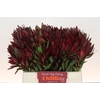Leucadendron Saf Sunset Dark Red
