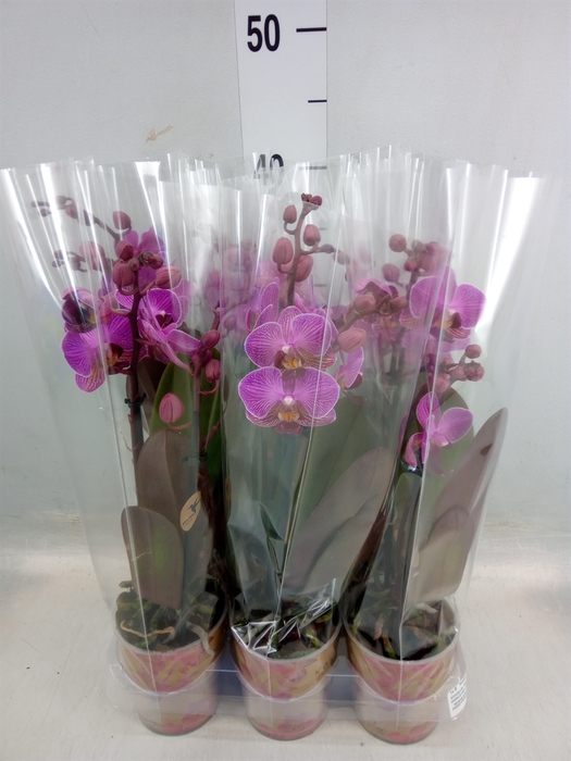 <h4>Phalaenopsis multi. 'FC Perceva'</h4>