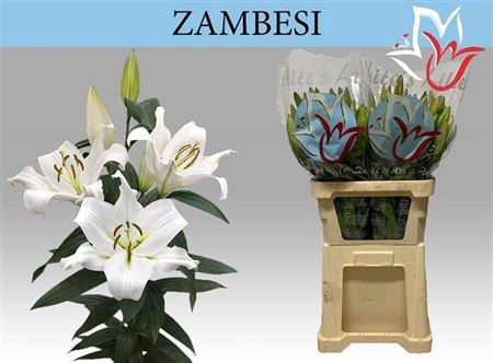 <h4>Li Ot Zambesi 4+</h4>
