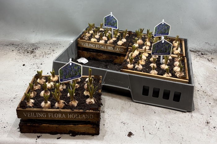 <h4>ARR MUSCARI FLORA X4</h4>