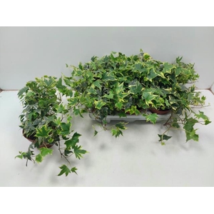 Hedera Yellow Ripple 13Ø 30cm