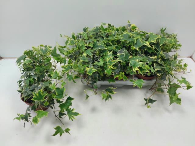 Hedera Yellow Ripple 13Ø 30cm