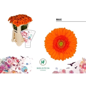 Germini Max Water