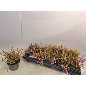 CALLU CAL NOVA GOLD