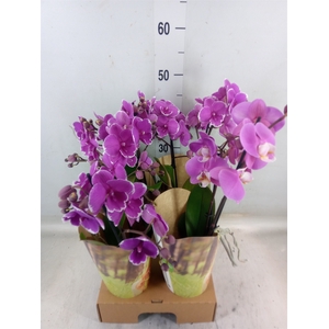 Phalaenopsis   ...lilac