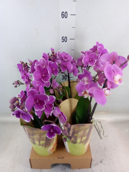<h4>Phalaenopsis   ...lilac</h4>
