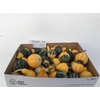 Cuc Pep Pear Bicolor