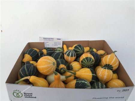 <h4>Cuc Pep Pear Bicolor</h4>