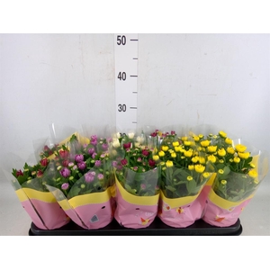 Chrysanthemum   ..rosebud mix