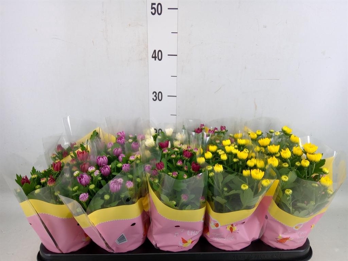 <h4>Chrysanthemum   ..rosebud mix</h4>