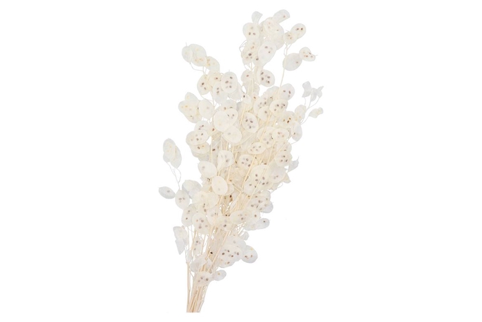 <h4>Dry Bleached Lunaria 90x15cm</h4>