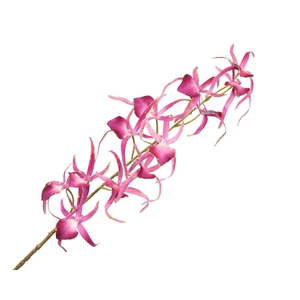 Oncidium Pink Dark Velvet Diamond FL430093DPK