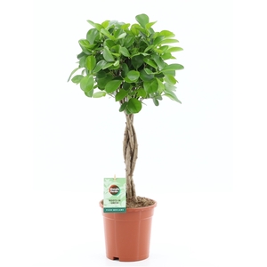 Ficus Microcarpa Moclame pot 17