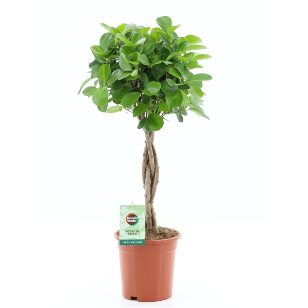 <h4>Ficus Microcarpa Moclame pot 17</h4>