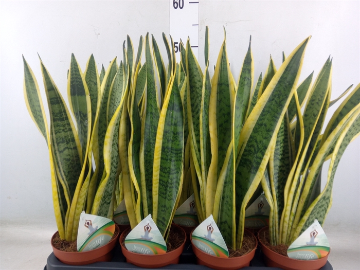 <h4>Sansevieria trifa. 'Laurentii'</h4>