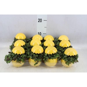 Arr.   Kamerplant Groen L%