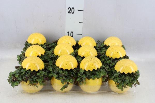 <h4>Arr. Kamerplant Groen L%</h4>