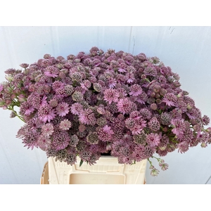 Astrantia Pink Sensation