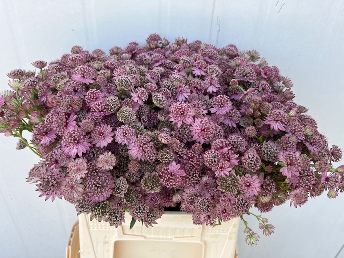 <h4>Astrantia Pink Sensation</h4>