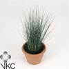 Juncus Pencil Grass 12Ø 35cm