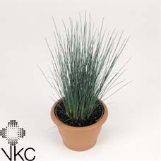 Juncus Pencil Grass 12Ø 35cm