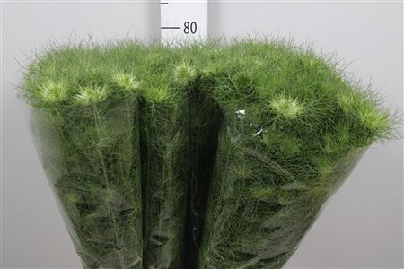 <h4>Nige D Green Dream</h4>