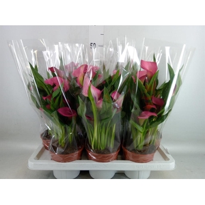 Zantedeschia  'Zazu'