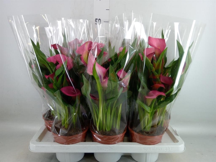 <h4>Zantedeschia  'Zazu'</h4>