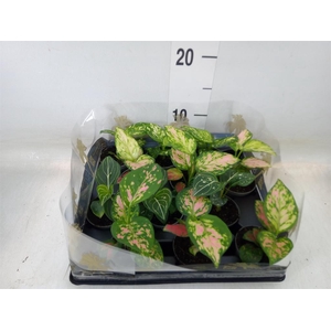 Aglaonema   ...