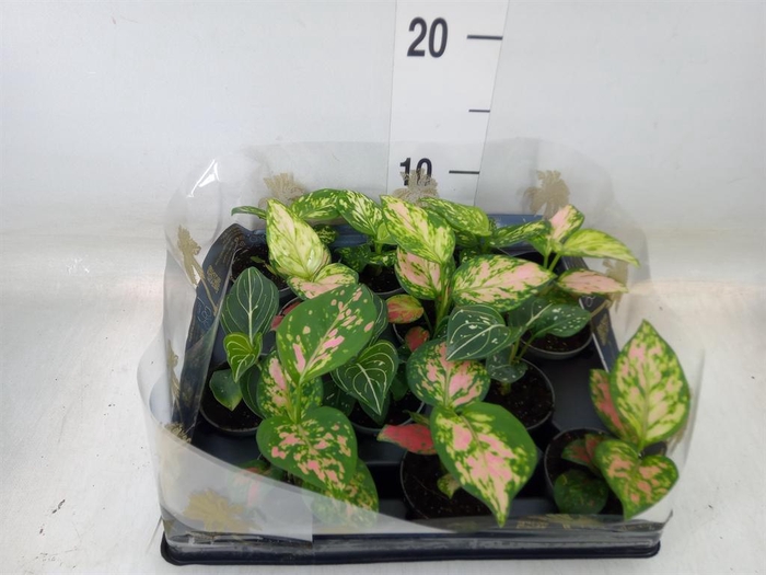 <h4>Aglaonema   ...</h4>