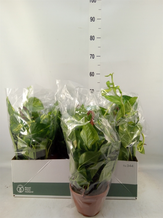 <h4>Epipremnum pinn. 'Aureum'  HG</h4>
