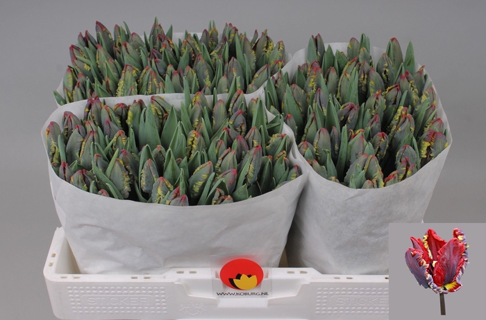 <h4>TU PA ROCOCO</h4>