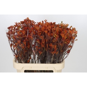 Anigozanthos Sienna Gold