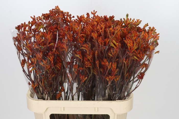 <h4>Anigozanthos Sienna Gold</h4>