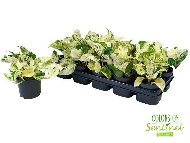 <h4>Epipremnum pinn. 'Happy Leaf'</h4>