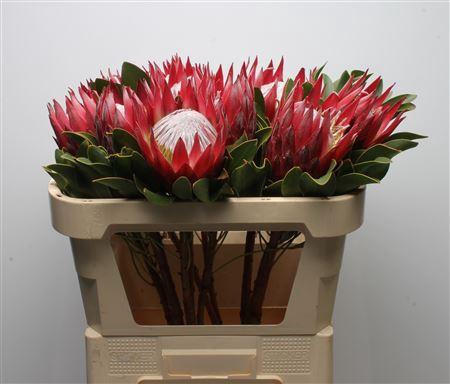 <h4>Protea Cynaroides Madiba</h4>