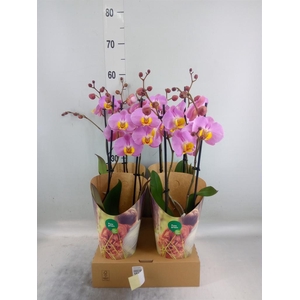 Phalaenopsis   ...rose