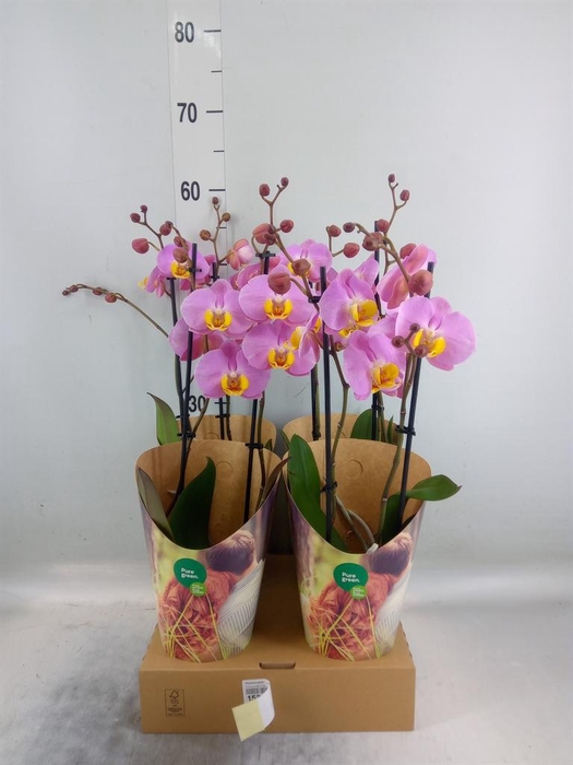<h4>Phalaenopsis   ...rose</h4>