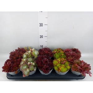 Sempervivum   ...