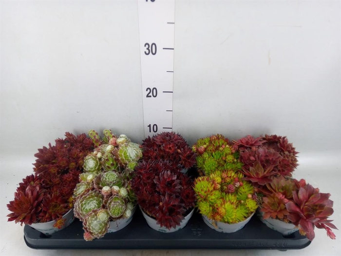 <h4>Sempervivum   ...</h4>