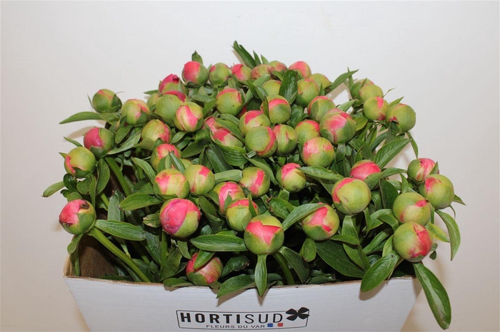 <h4>Paeo L Coral Charm</h4>