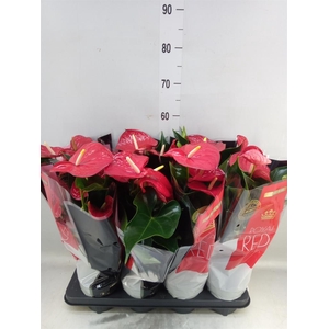 Anthurium andr. 'Querida'