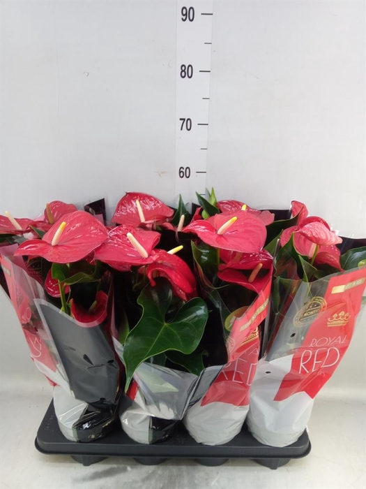 <h4>Anthurium andr. 'Querida'</h4>