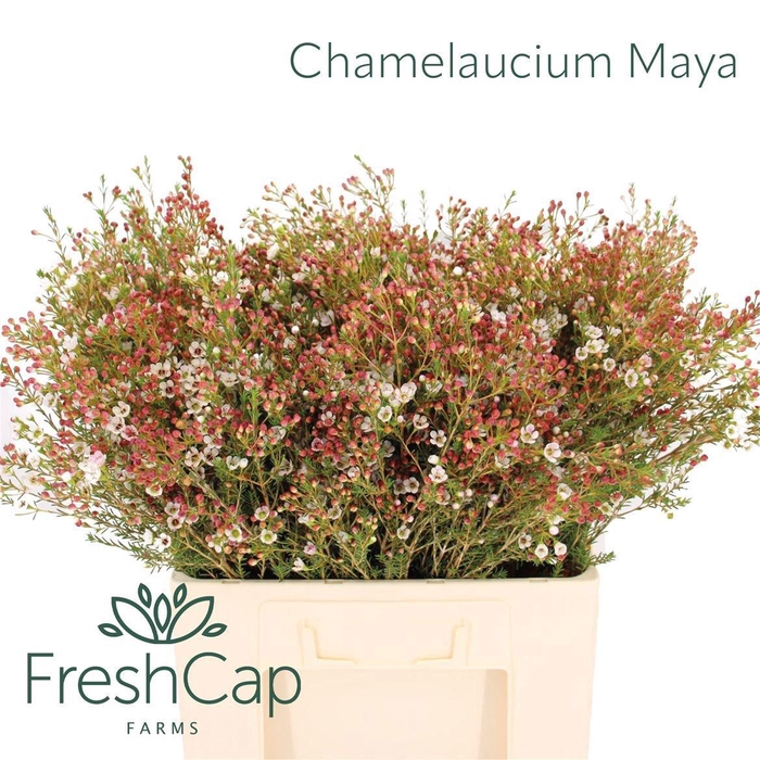 <h4>CHAME MAYA</h4>