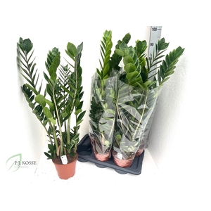 ZAMIO ZAMIIFOLIA